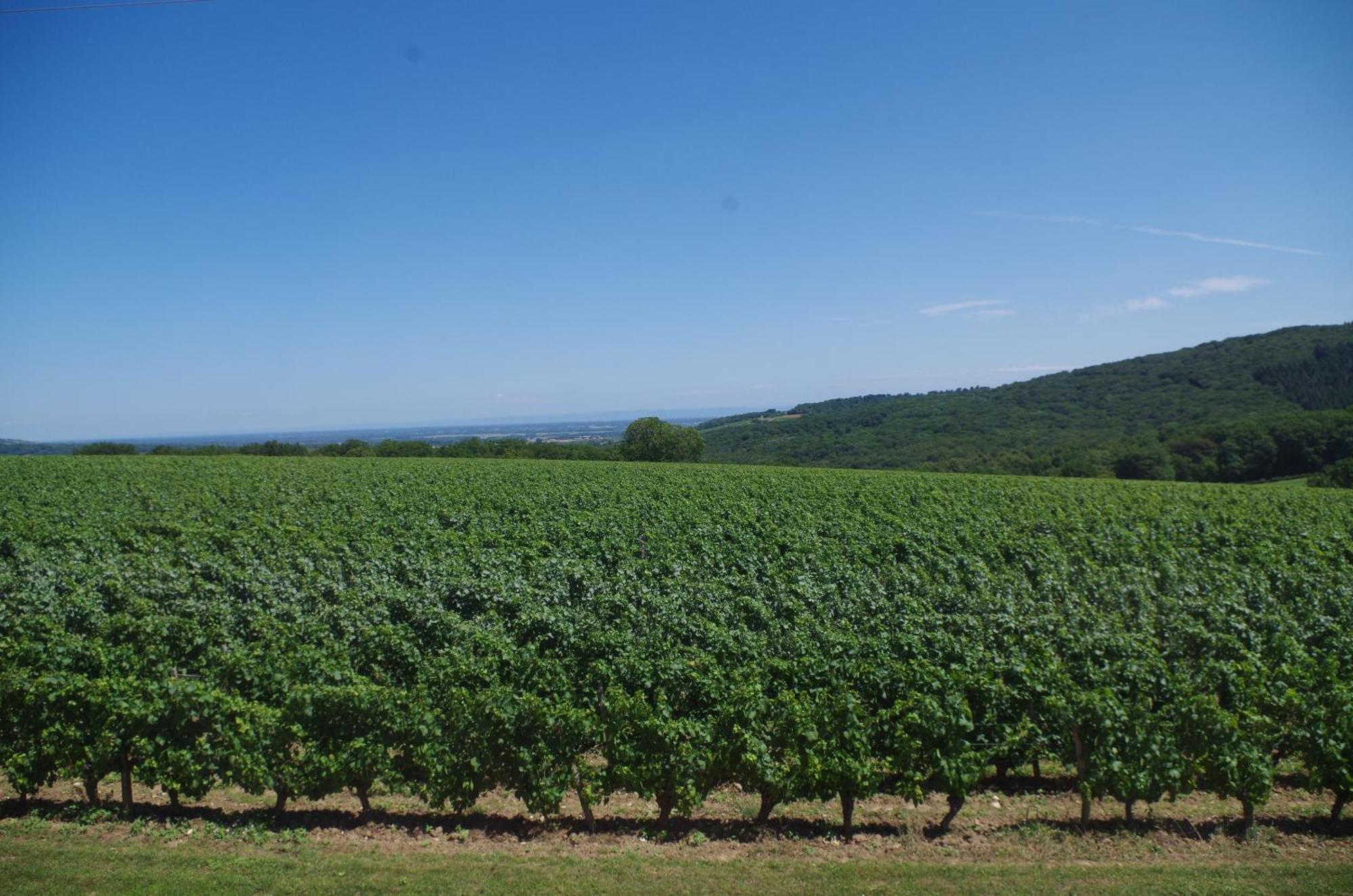 Domaine Joseph Lafarge Wine Resort Winemaker House La Maison Du Negociant Lugny Exteriér fotografie